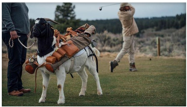 Thế giới golf kỳ thú: Chơi golf với caddie là… dê?