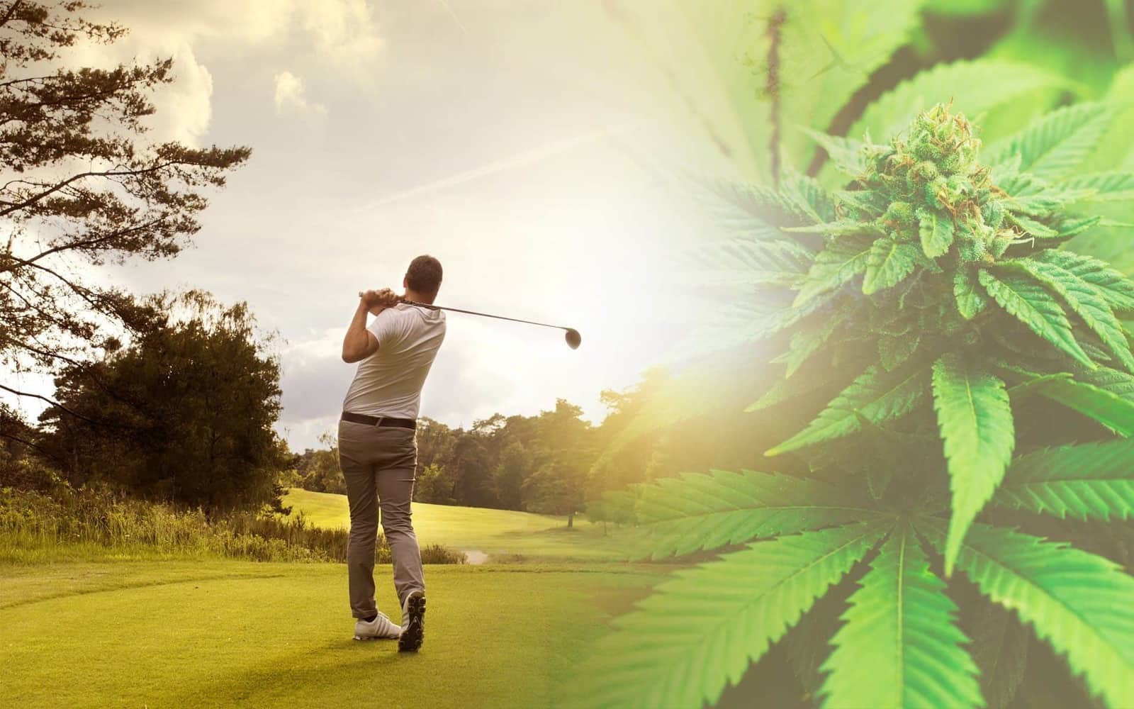 Cần sa ảnh hưởng thế nào đến việc chơi golf?