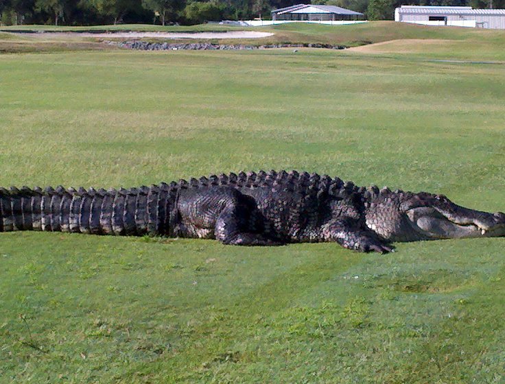 Chú cá sấu nổi tiếng 'Chubbs' dài 15 foot trở lại sân golf Florida