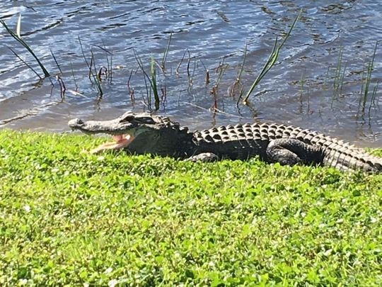 Golfer thoát phạt nhờ… cá sấu