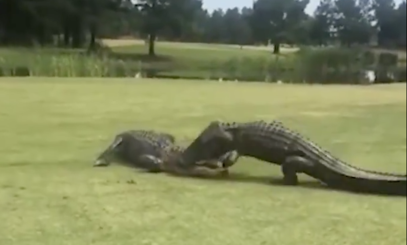Cá sấu so hàm trên sân golf